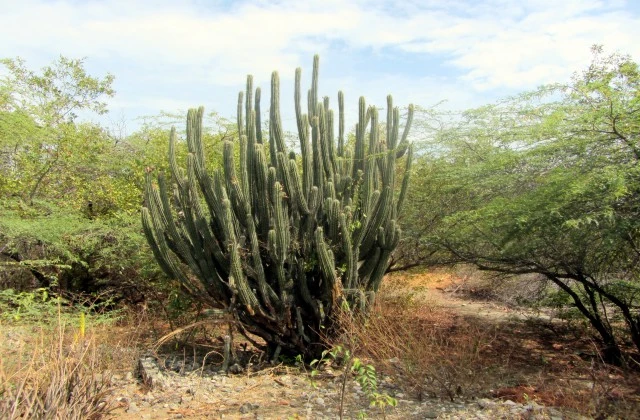Sand Dunes de Bani Las Salinas